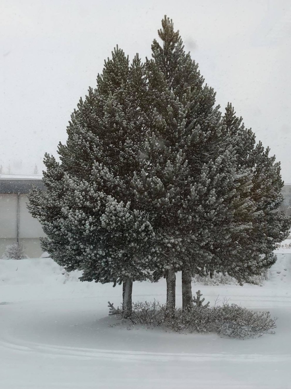 Rafræn sýning á lokaverkefnum útskriftarnemenda