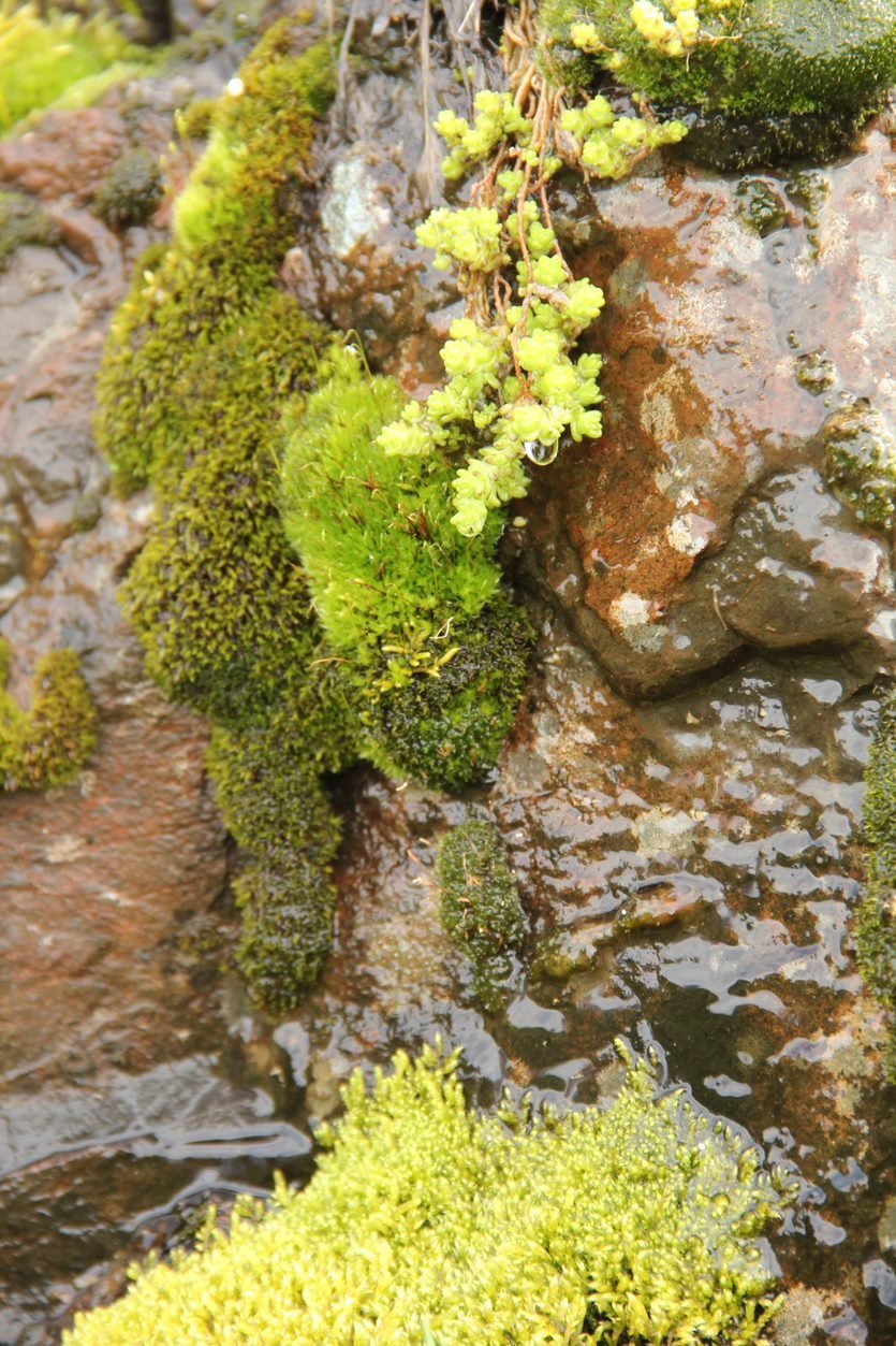 Námsmatsdagar fyrri haustspannar