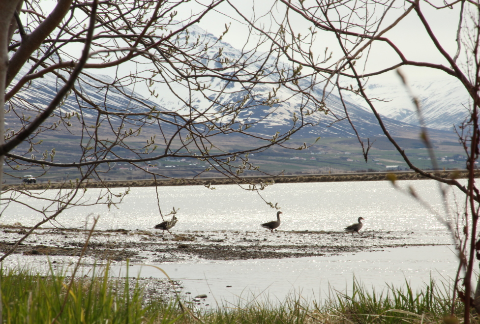Skráningu fjarnema fyrir haustönn 2025 er nú lokið