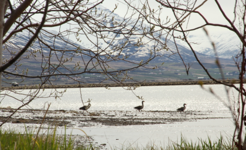 Skráningu fjarnema fyrir haustönn 2025 er nú lokið